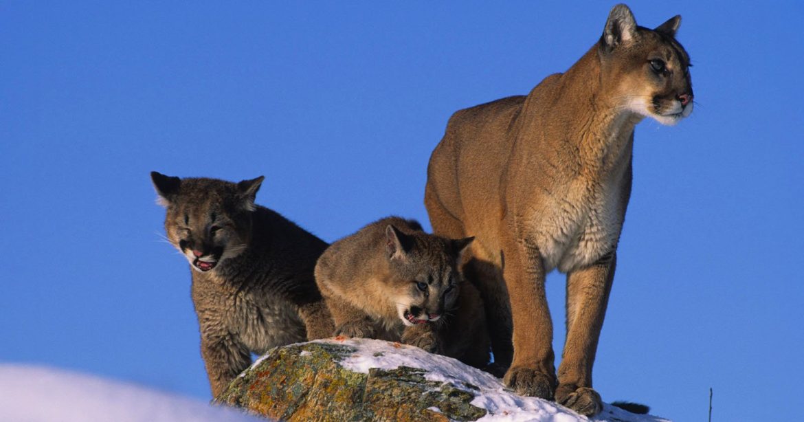 Cougar-Kittens.jpg