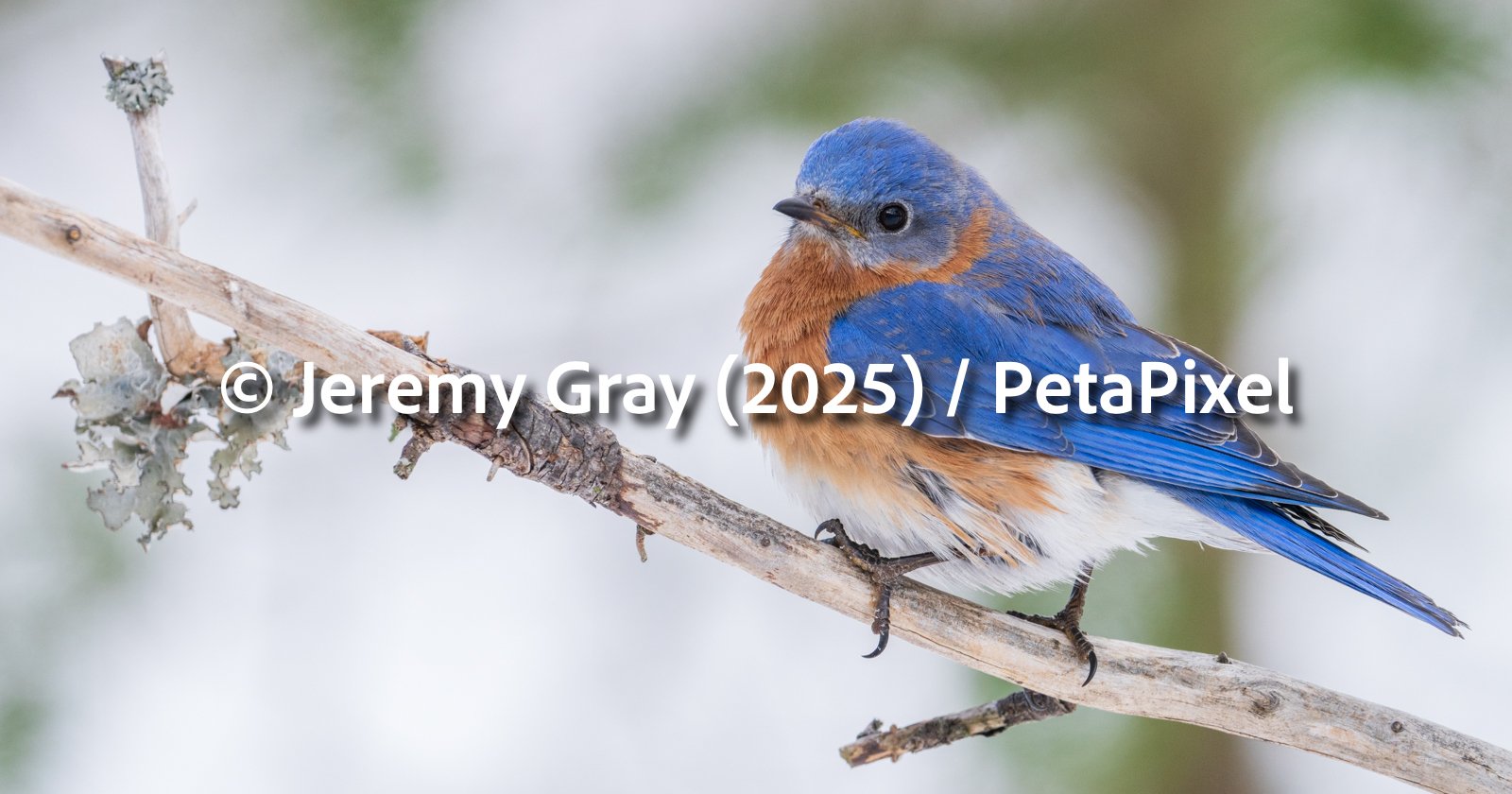 A vibrant blue and orange bird perches on a thin, lichen-covered branch with a blurred natural background.