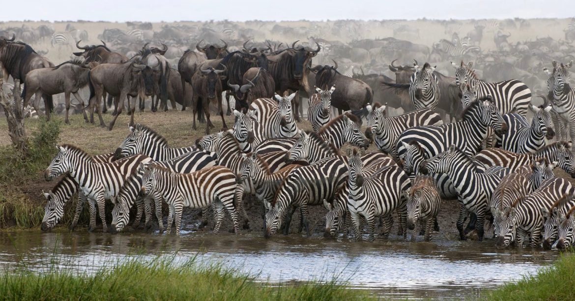 Watering-Hole.jpg