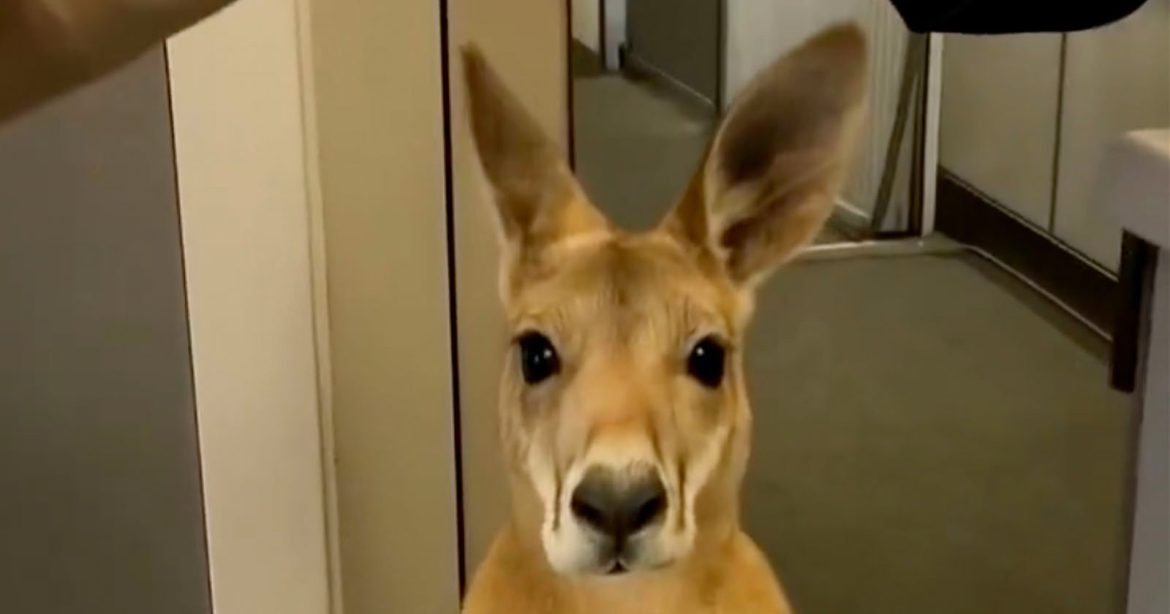 Emotional-Support-Kangaroo.jpg