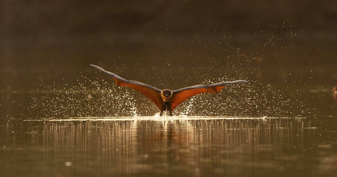 Flying-Fox.jpg