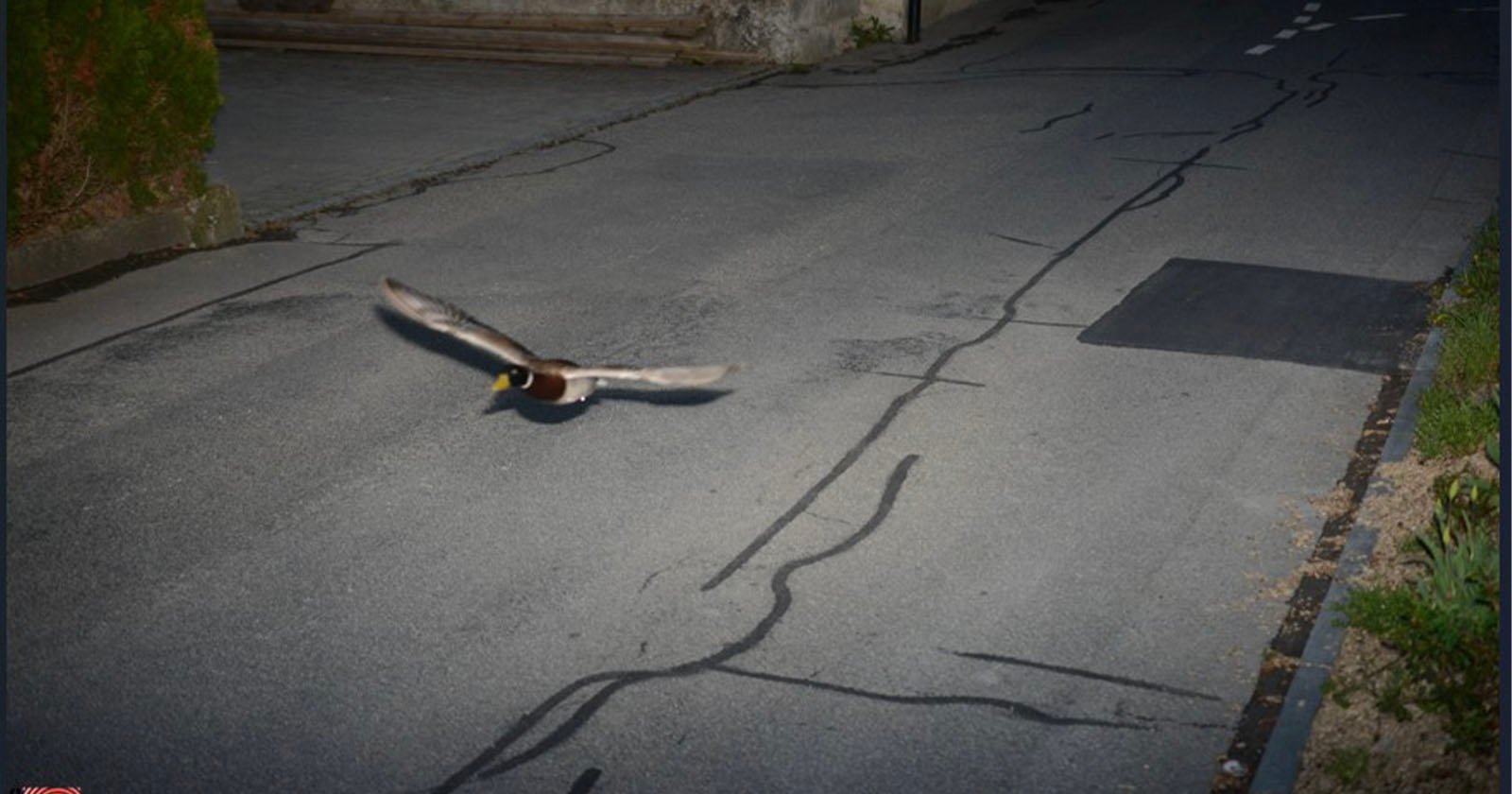 A duck flies low over a paved street at night, with its wings spread wide. The road has visible cracks and markings, and there is some greenery and a stone wall on the left side.